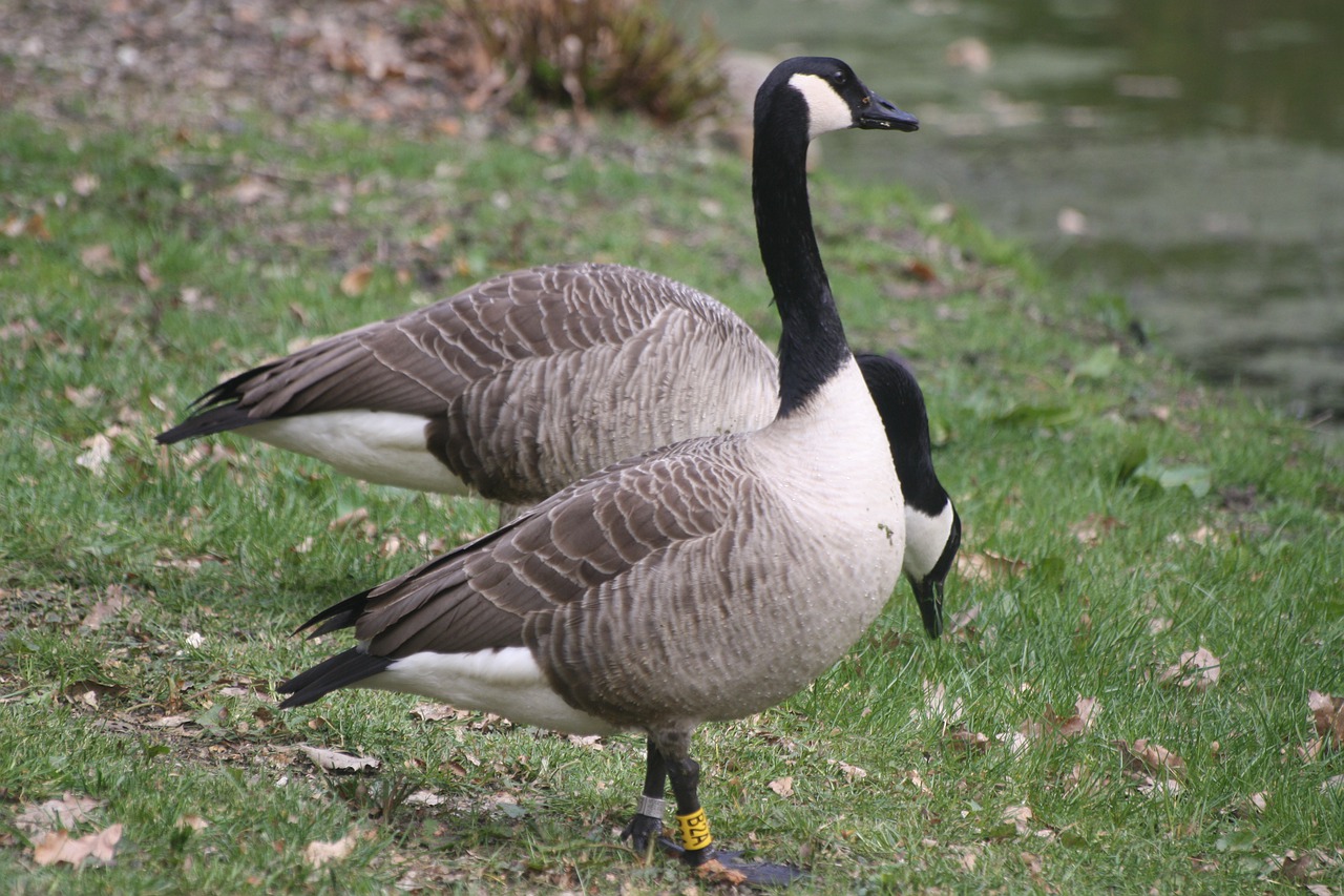 canada geese  animals  waterfowl free photo