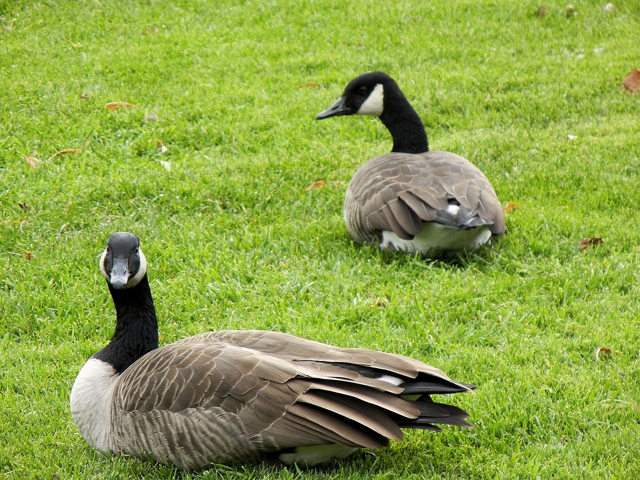 canada geese pair birds free photo