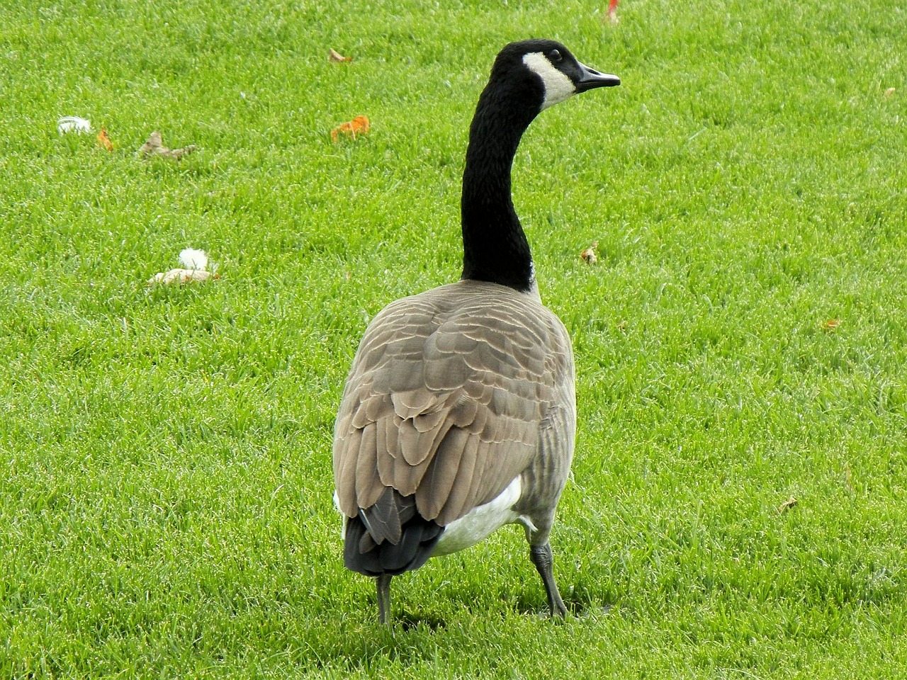 canada geese goose ontario free photo
