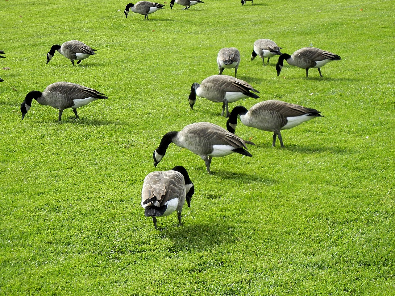 canada geese feeding grass free photo
