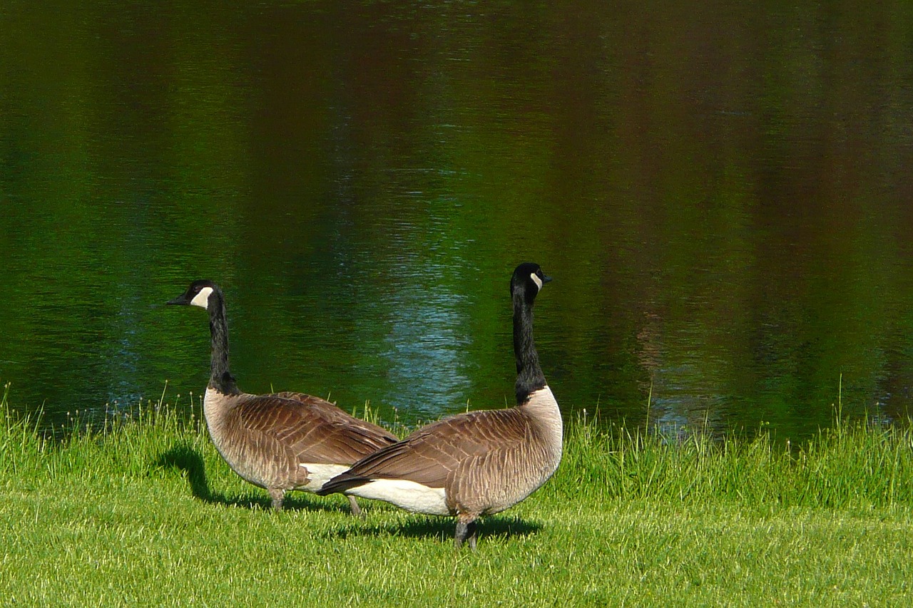 canada geese goose canadian free photo