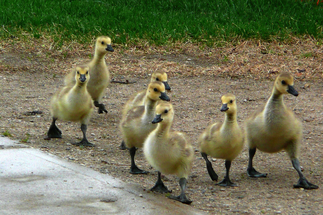 canada geese chicks animals free photo