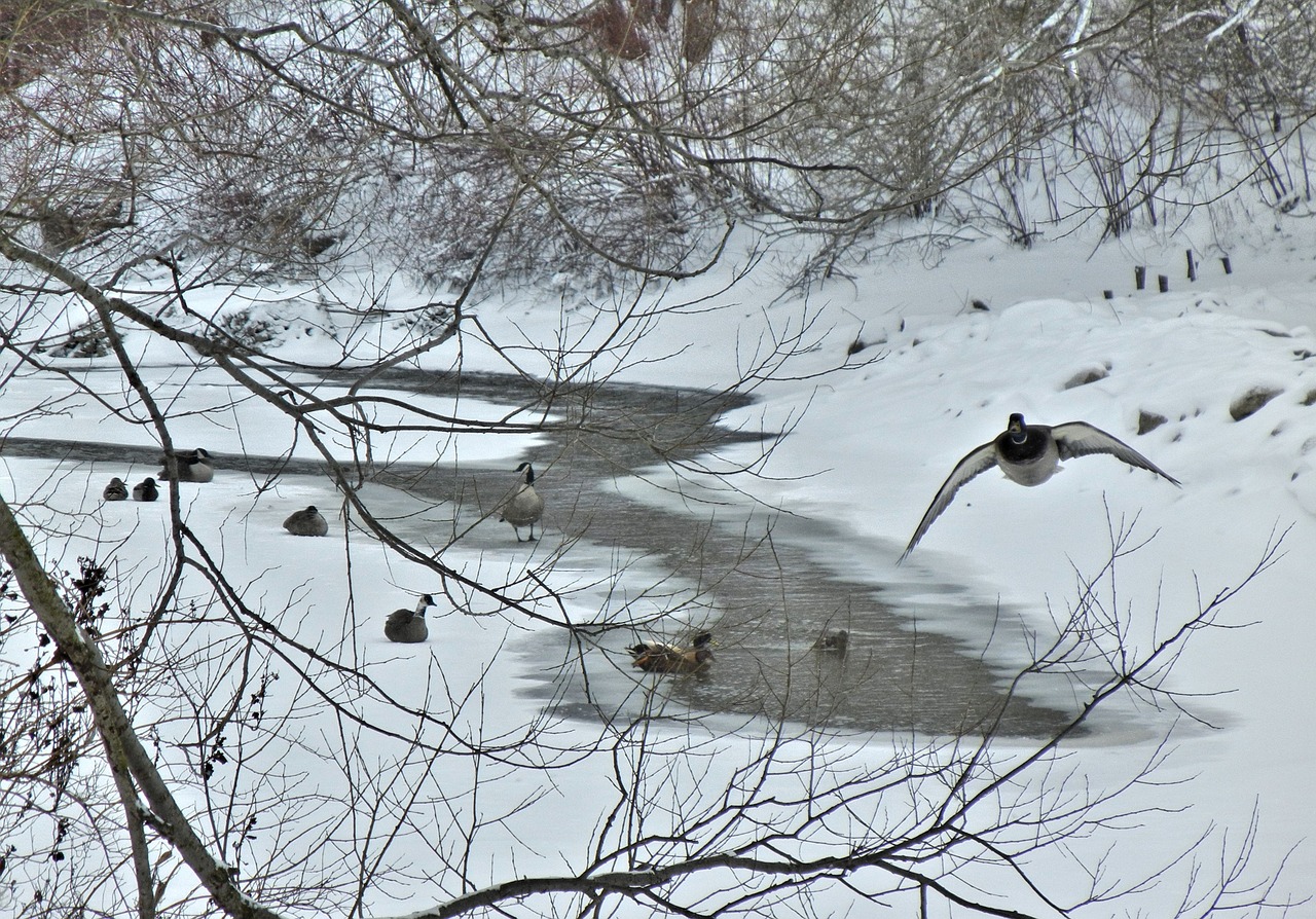 canada geese winter canada free photo