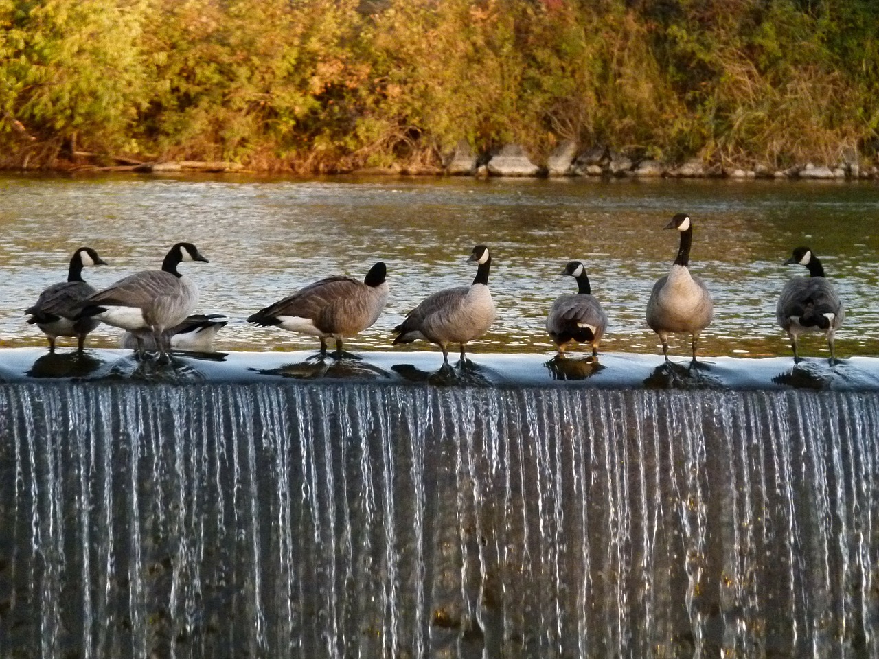 canada geese birds feathered free photo