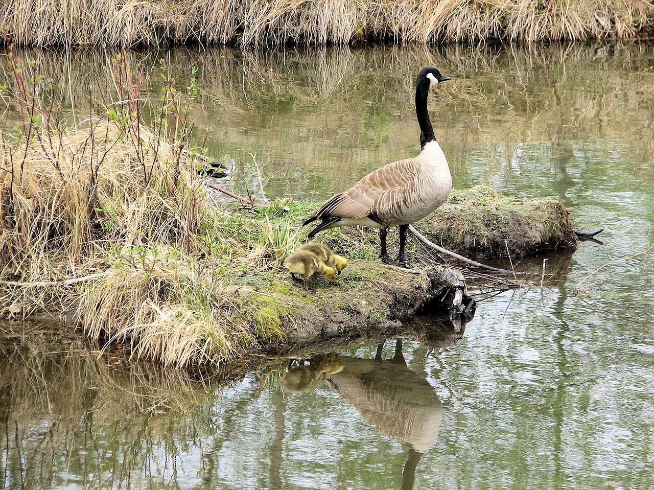 canada geese mother goose goslings free photo