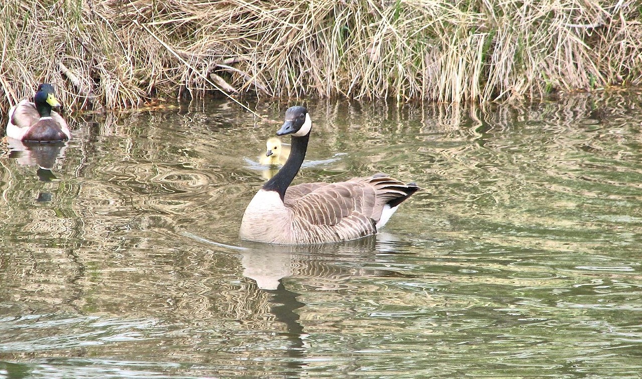 canada geese gosling sanctuary free photo