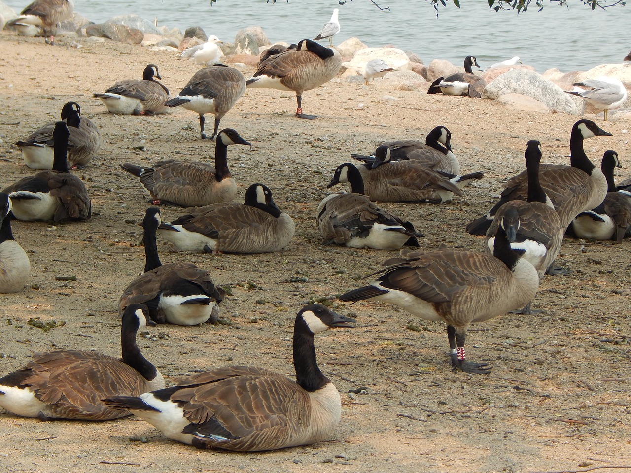 canada geese birds geese free photo