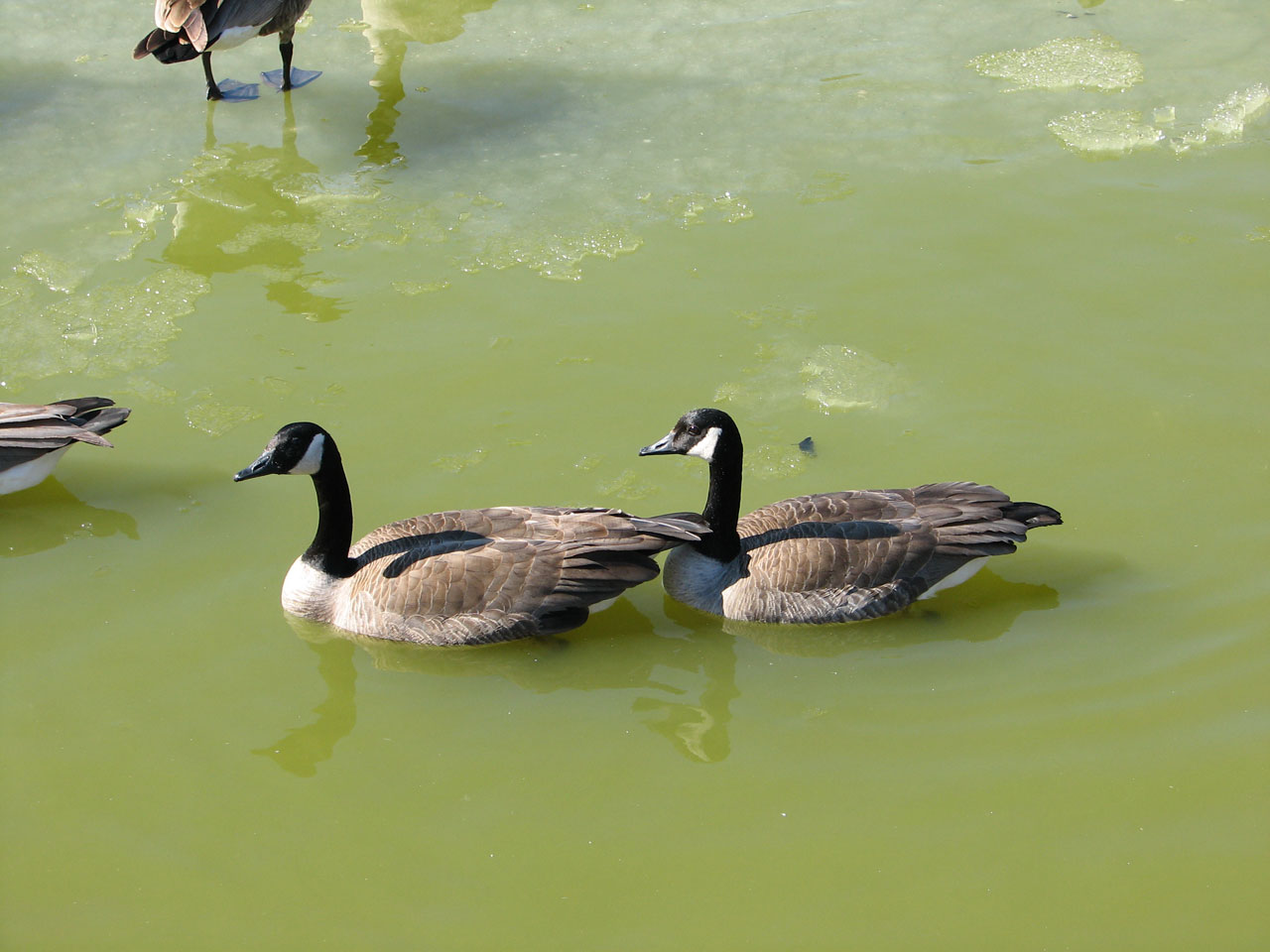 geese mate pond free photo