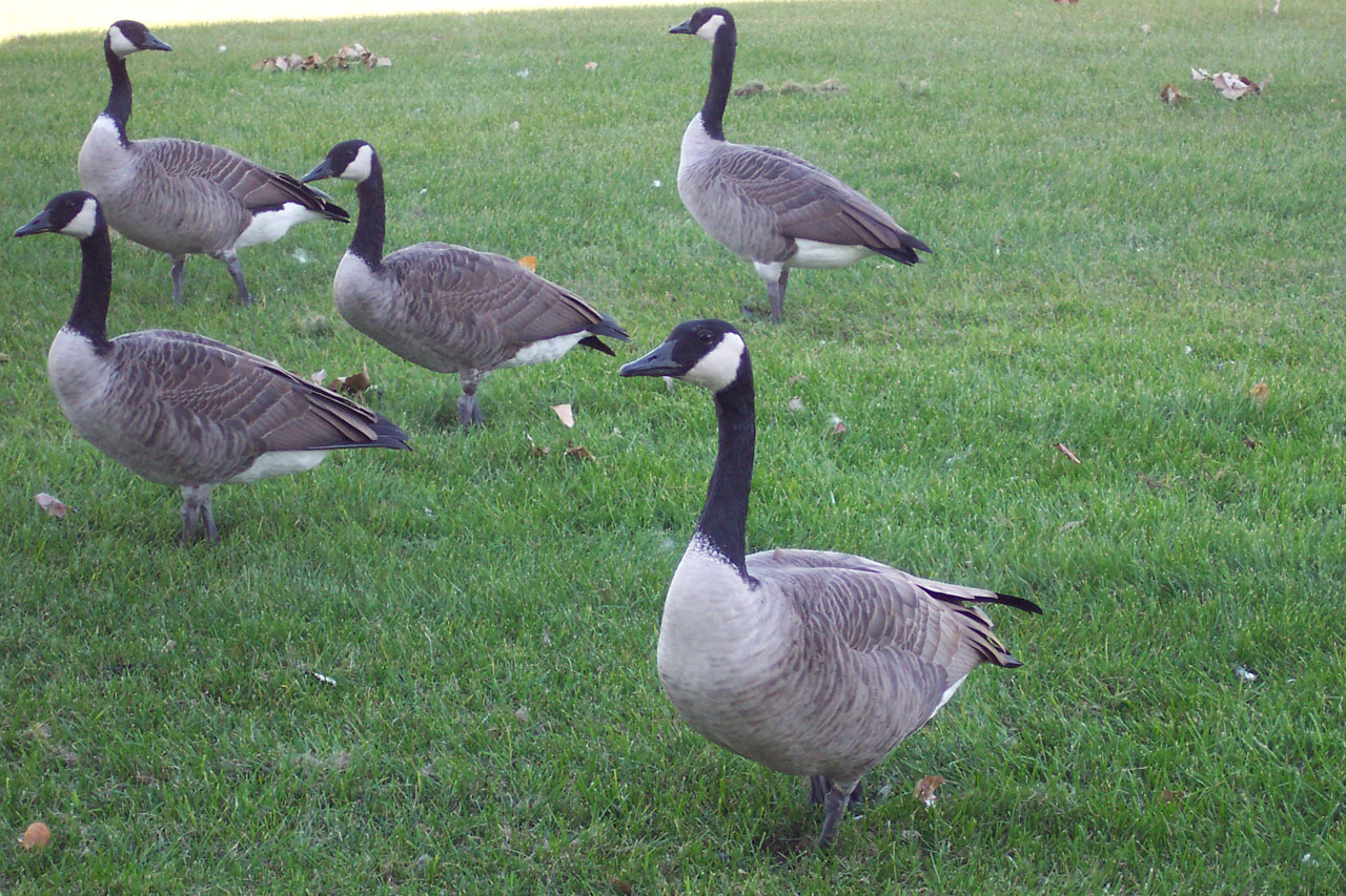 geese goose canada free photo