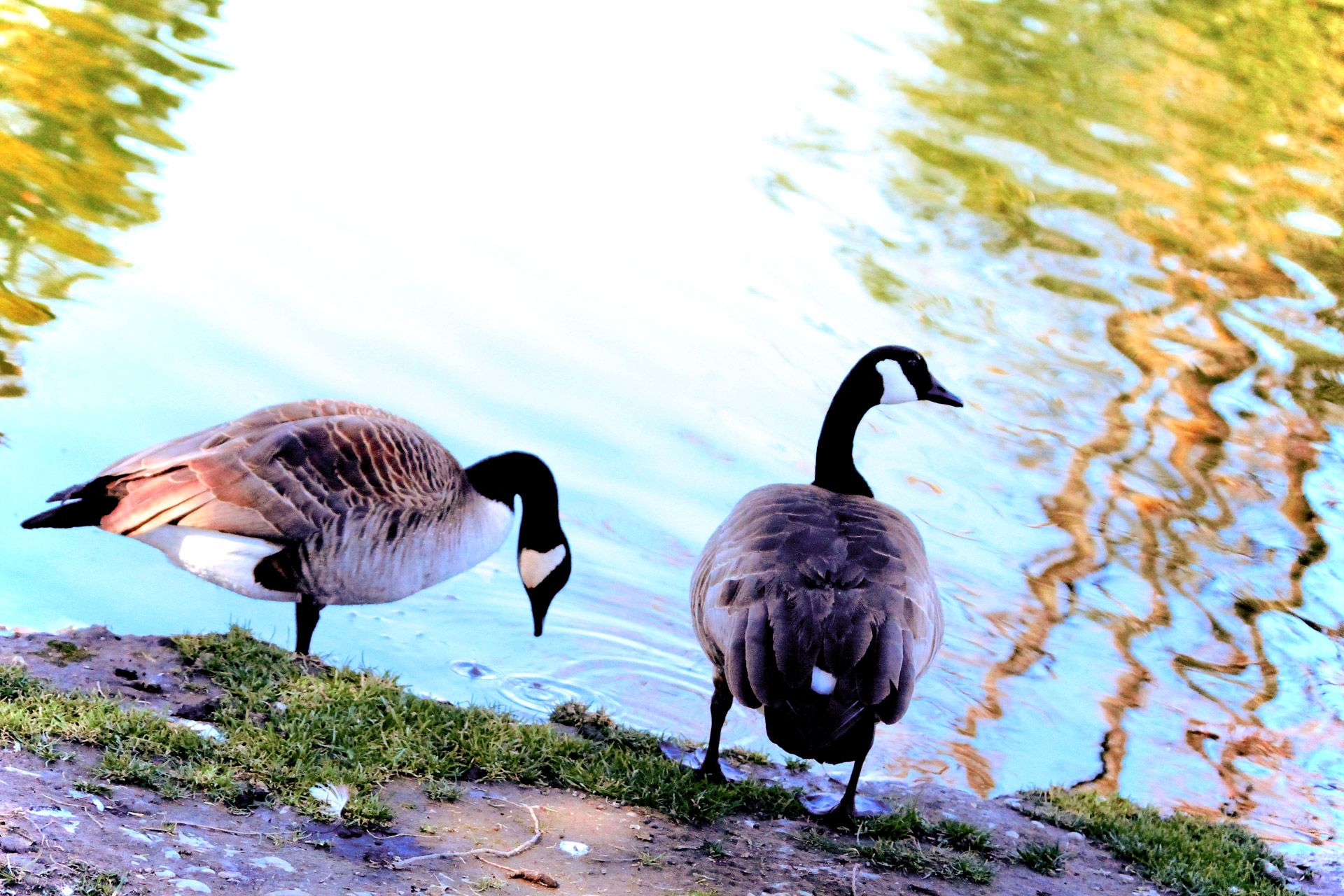 canada goose goose pond free photo