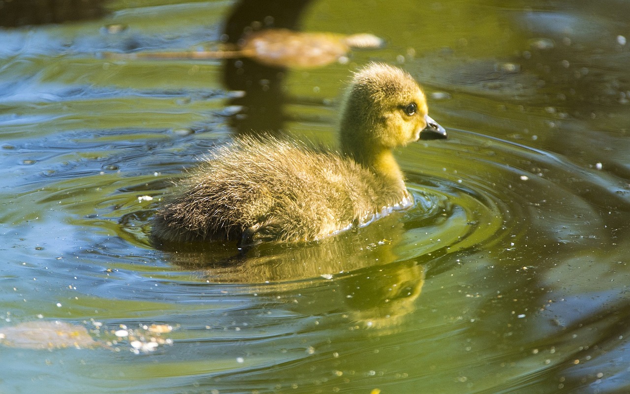 chicken canada goose duck bird free photo