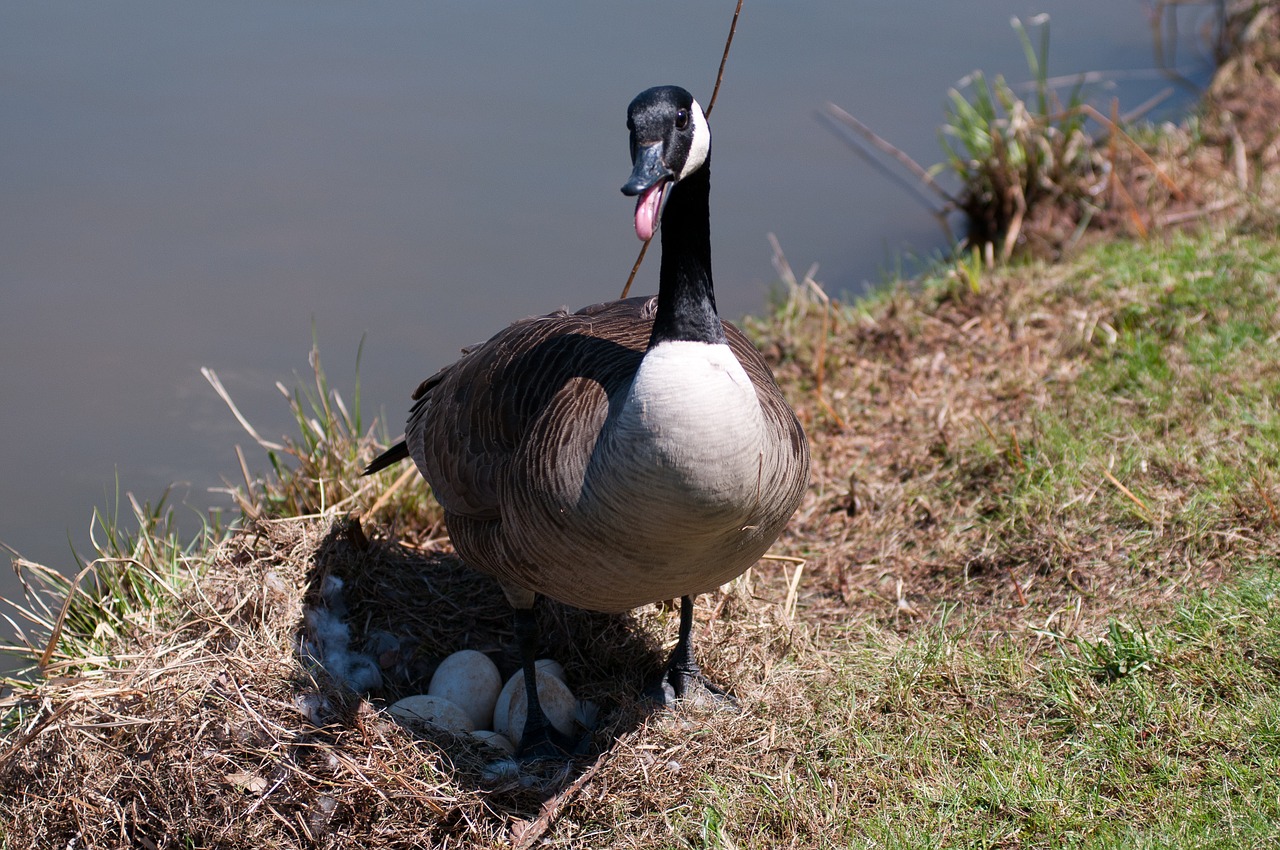 canada goose nesting nest free photo