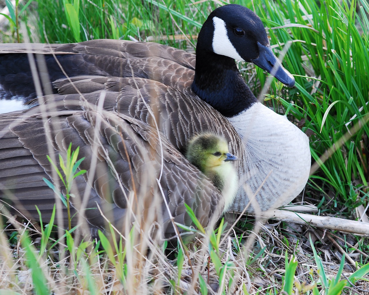 canada goose gosling nest free photo