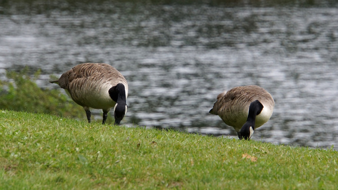 canada goose branta canadensis goose free photo