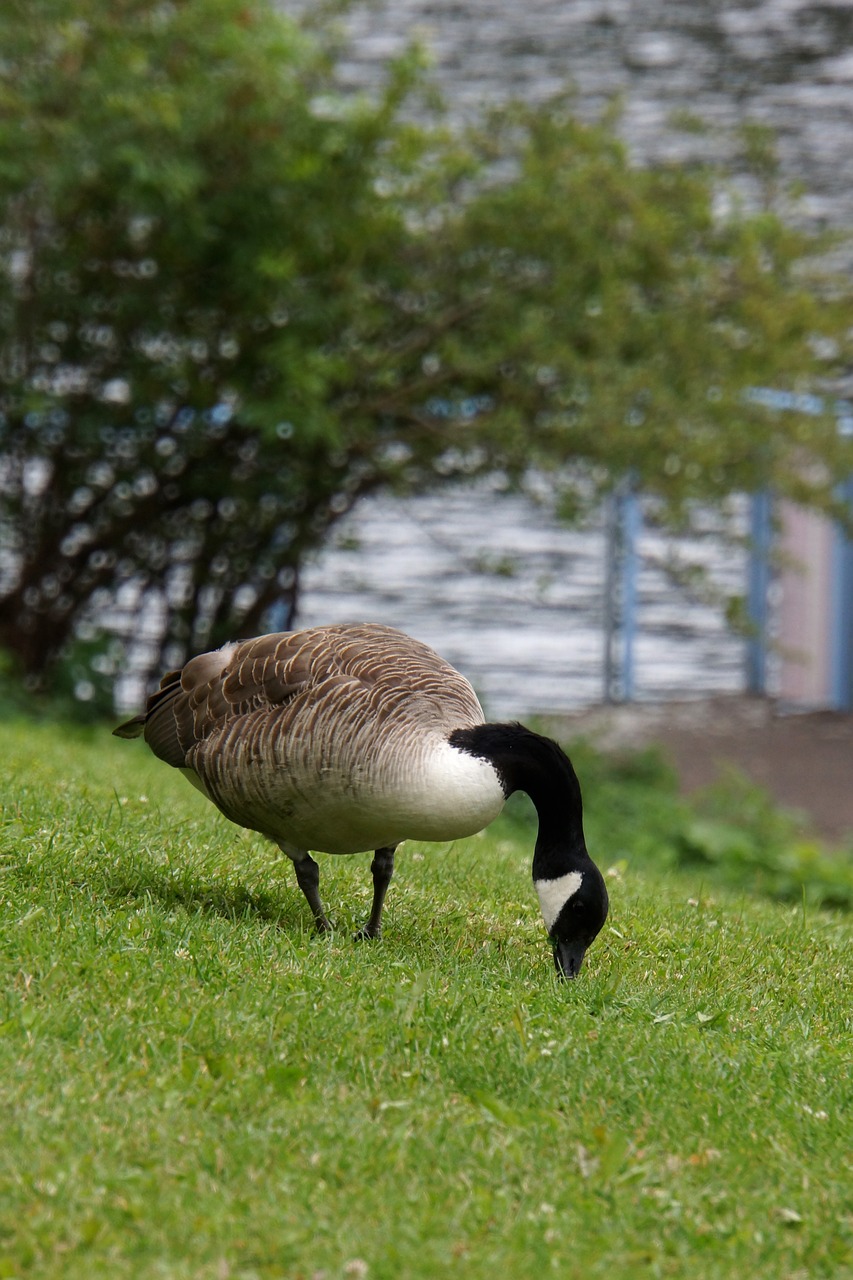 canada goose branta canadensis goose free photo