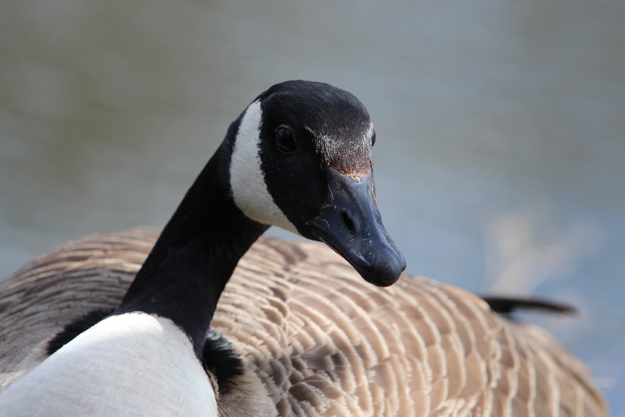 canada goose bird canada free photo