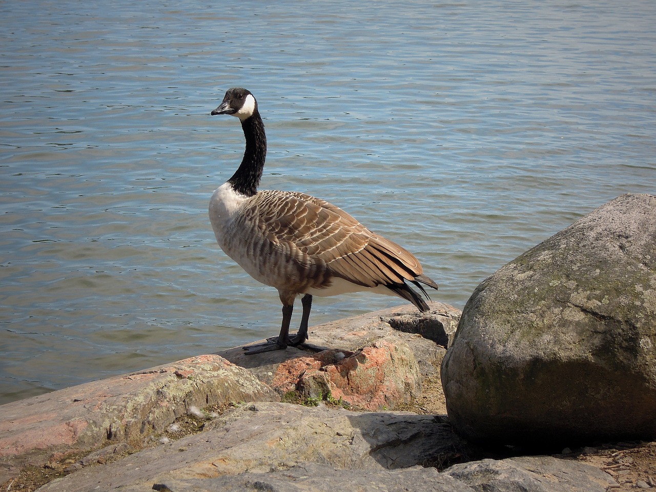 canada goose goose bird free photo