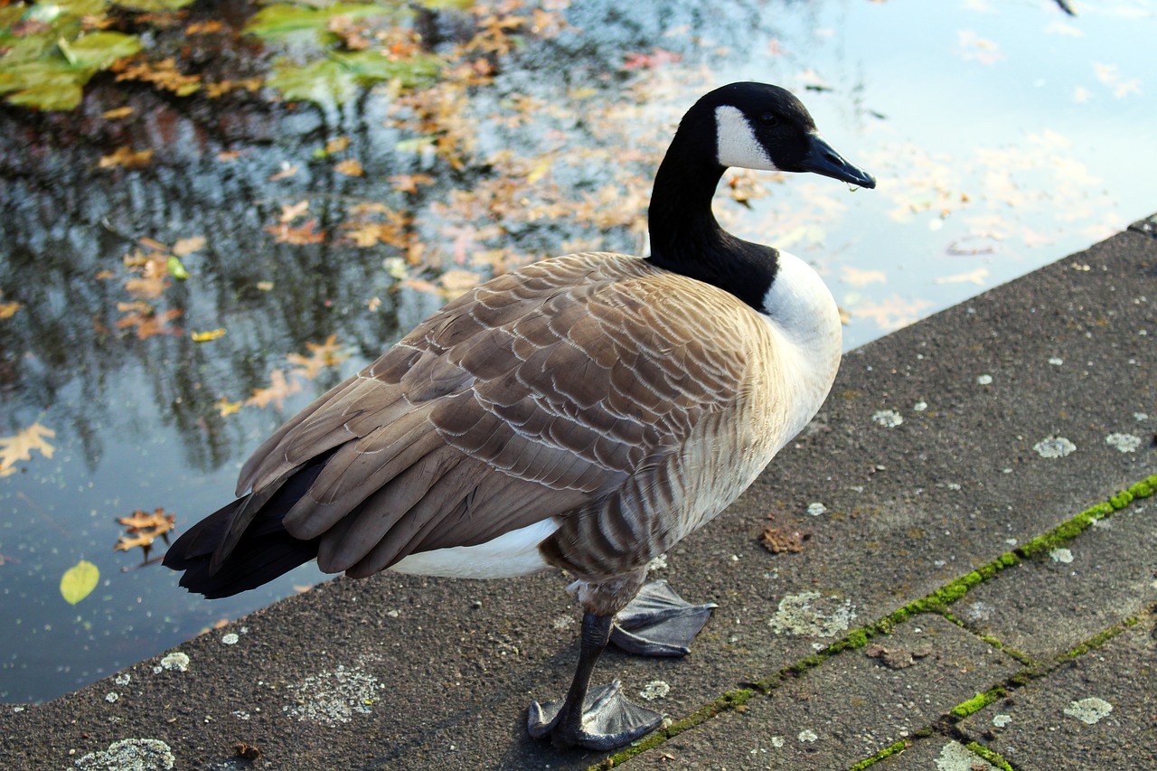 canada goose bird nature free photo