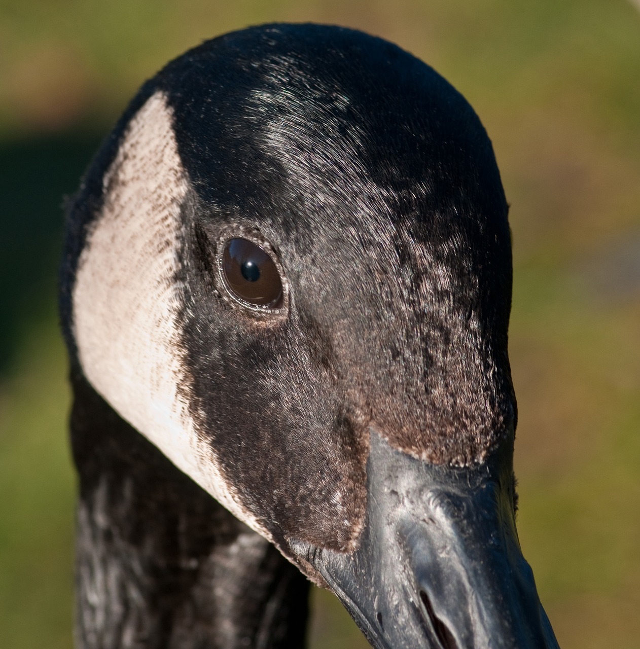 canada goose goose bird free photo