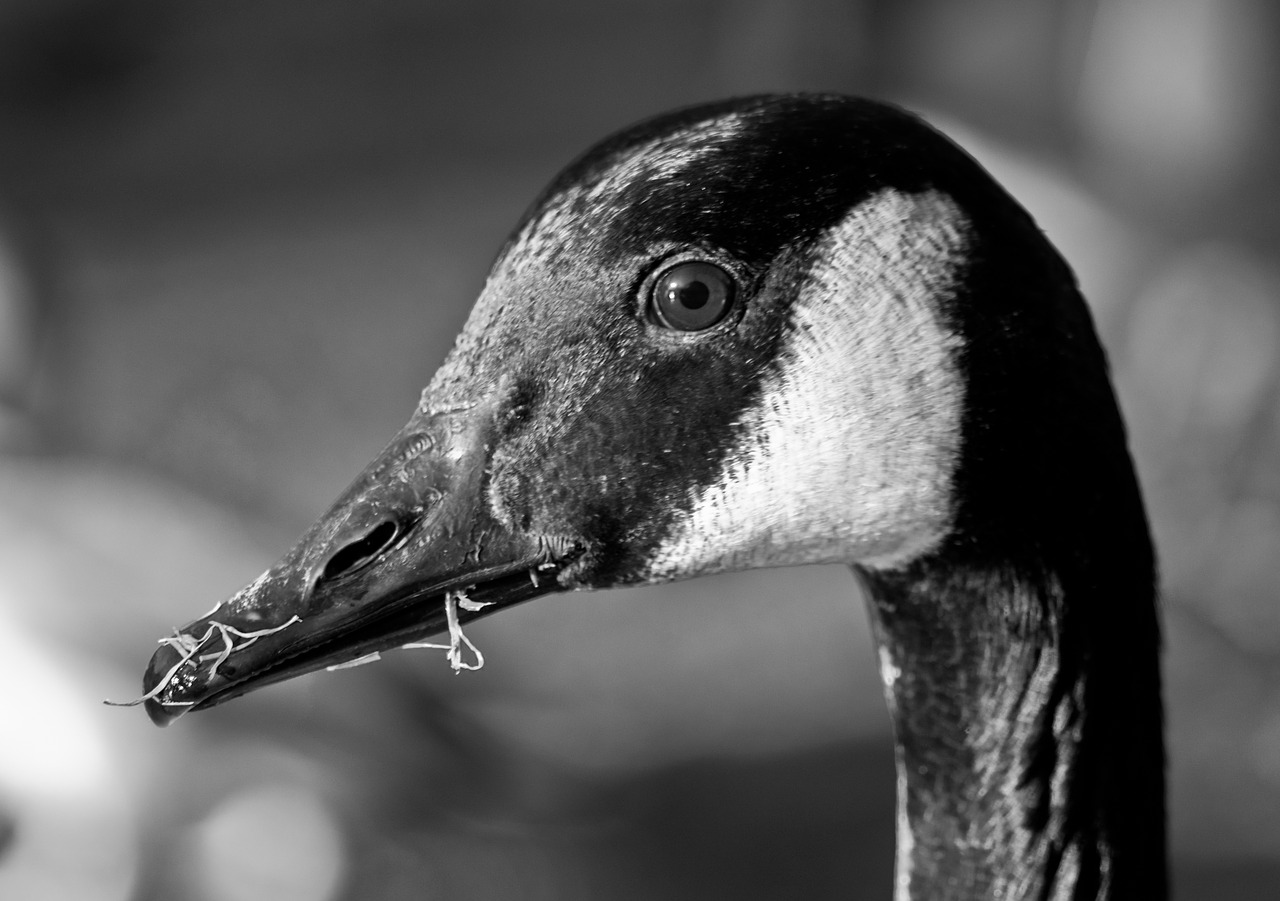 canada goose goose bird free photo