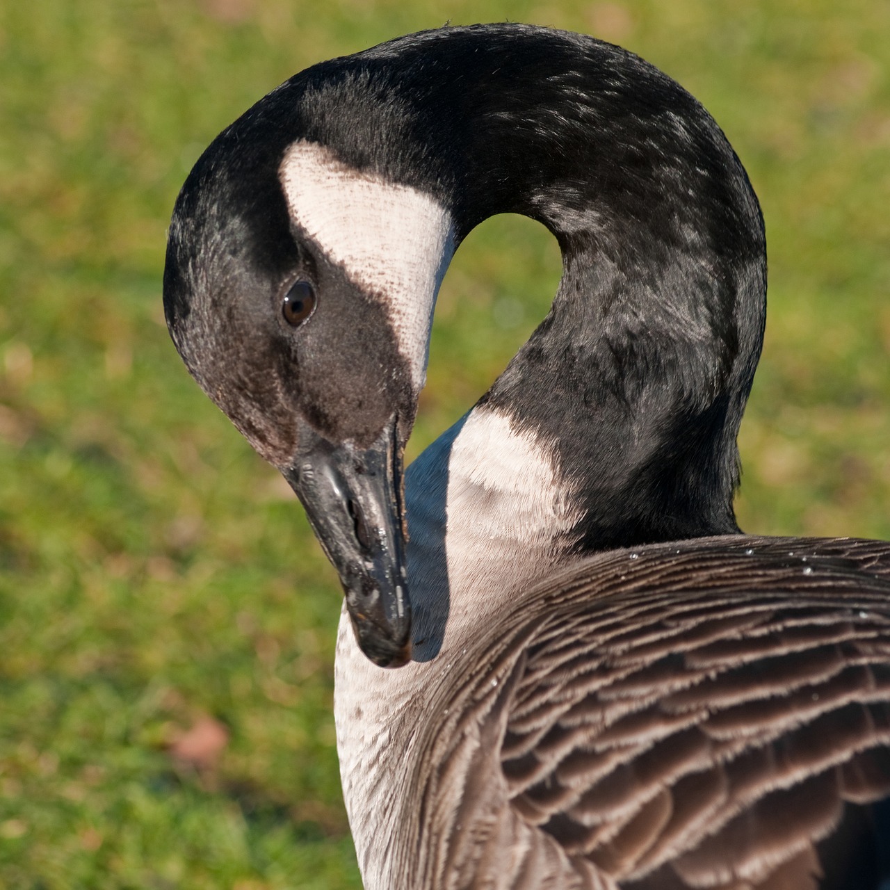 canada goose goose bird free photo