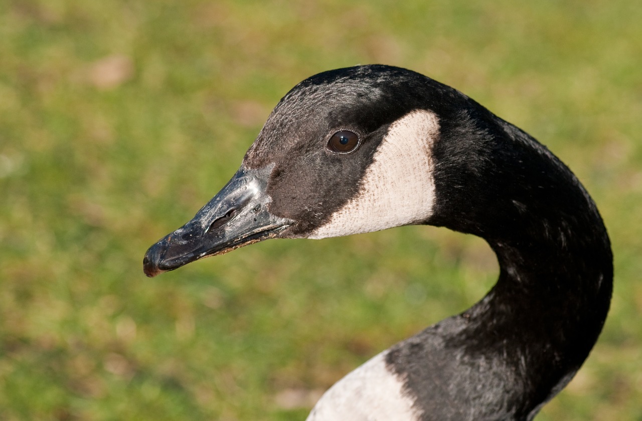 canada goose goose bird free photo