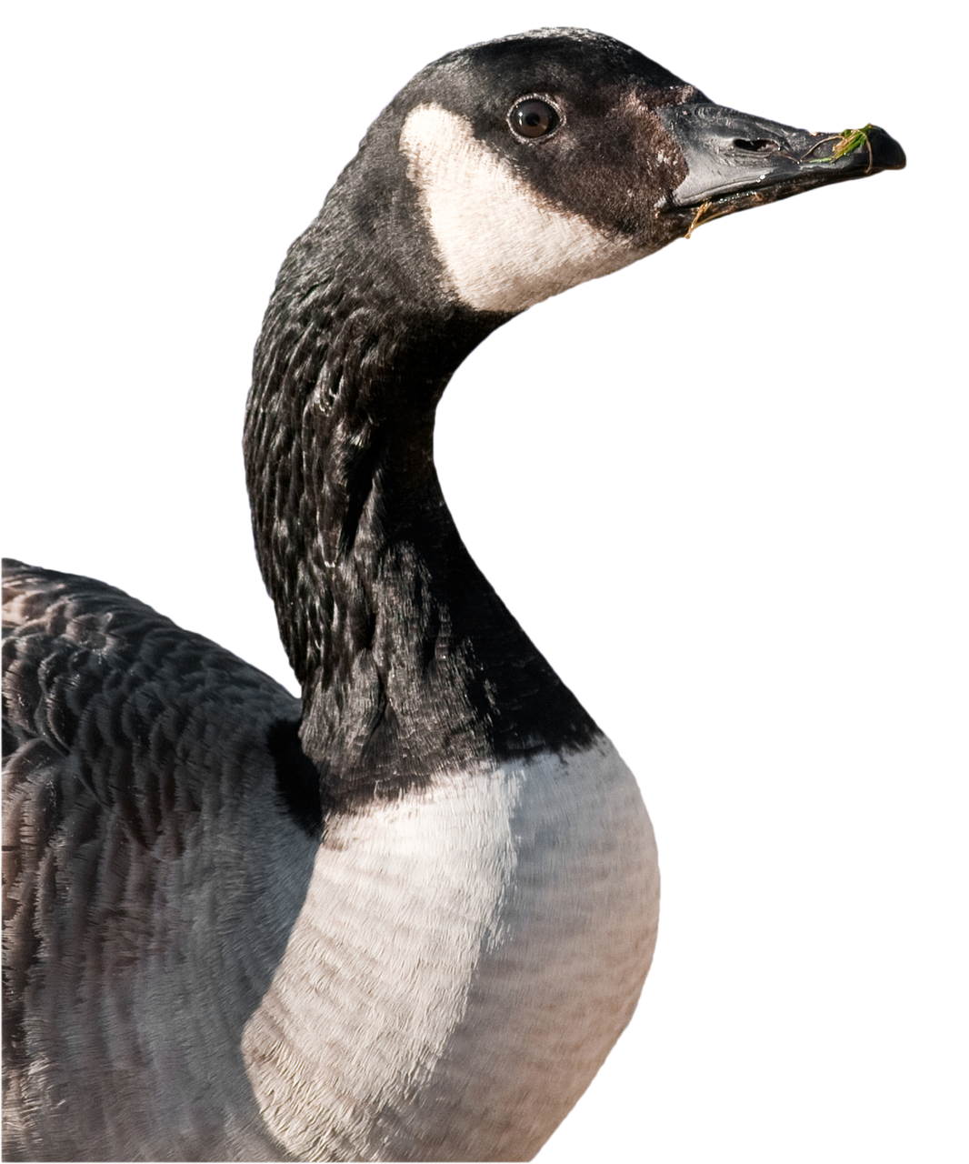 canada goose goose bird free photo