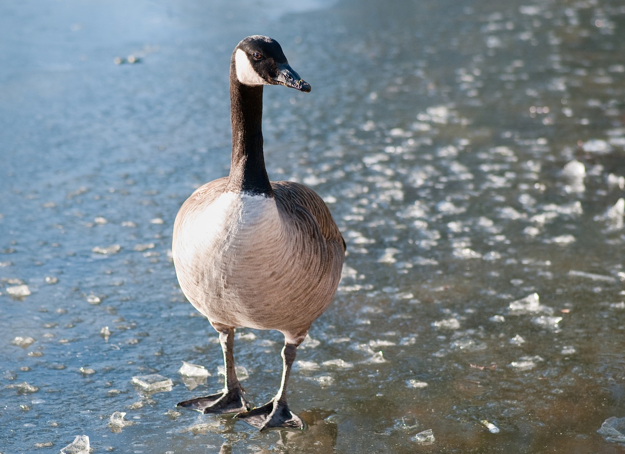 canada goose goose bird free photo