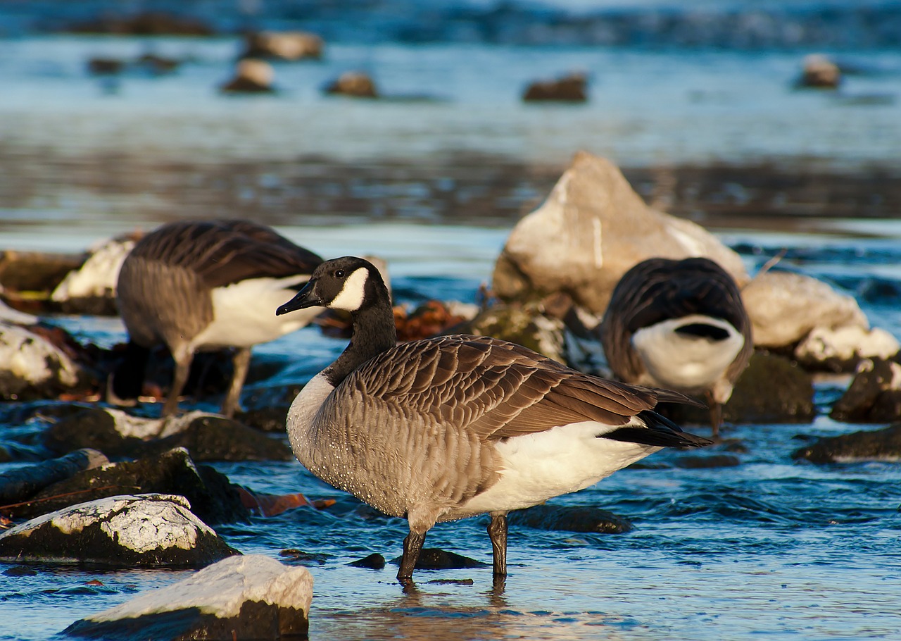 canada goose birds nature free photo