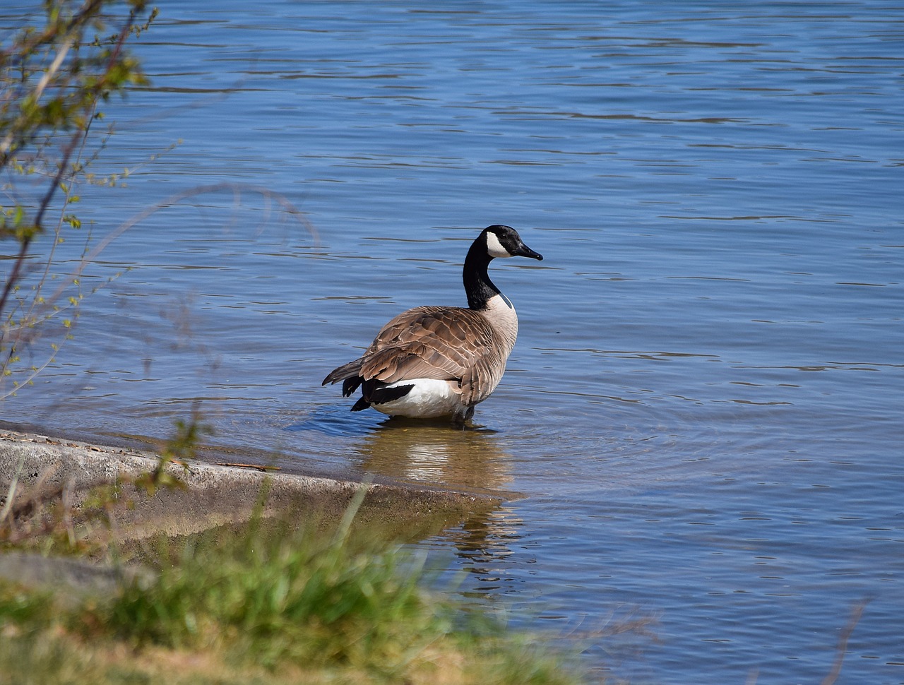 canada goose goose aquatic free photo