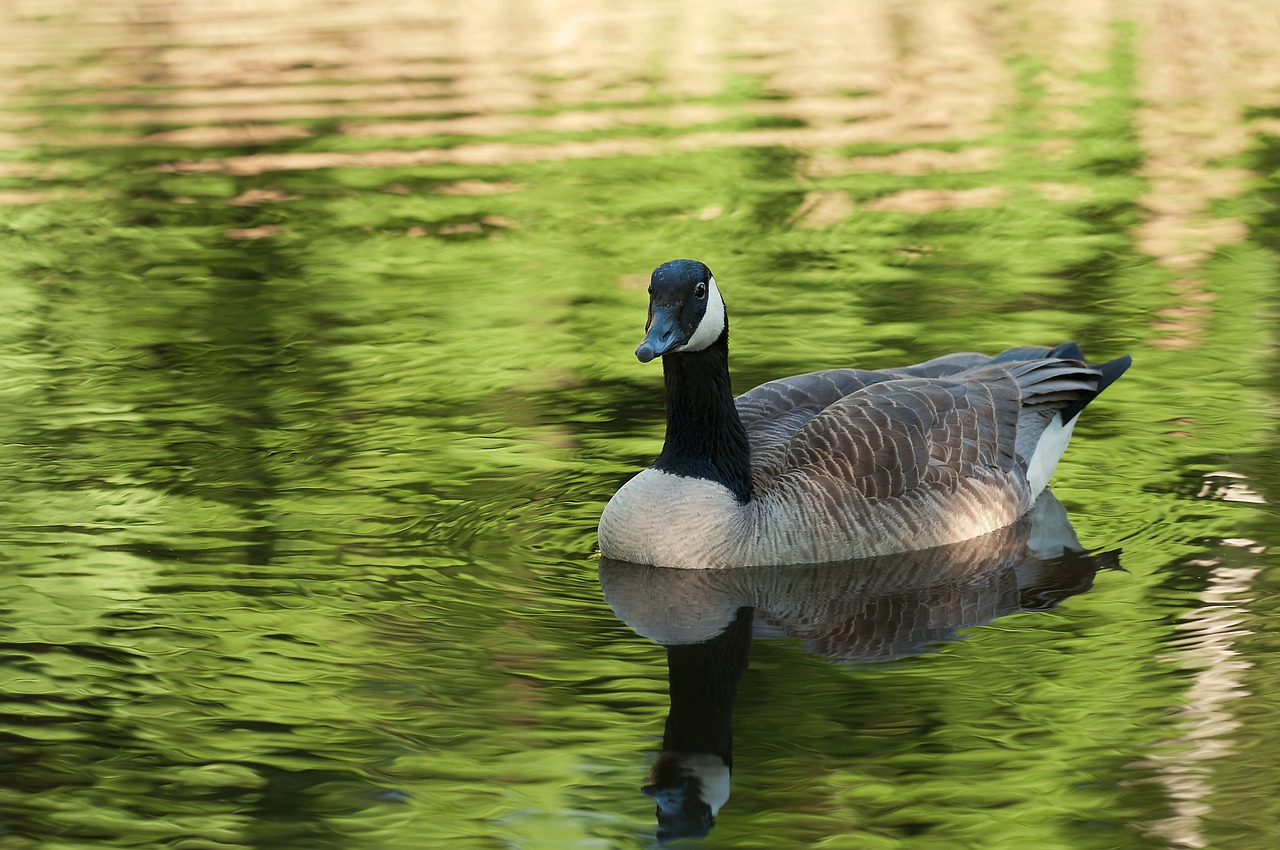 canada goose wild goose birds free photo