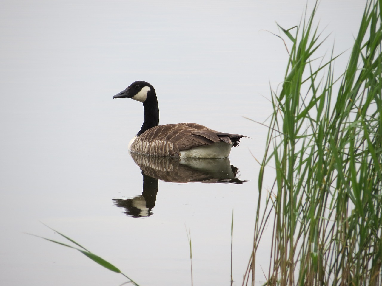 canada goose summer finnish free photo