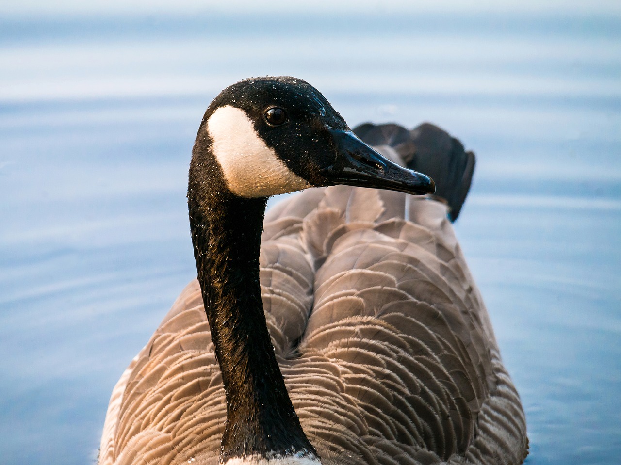 canada goose goose bill free photo