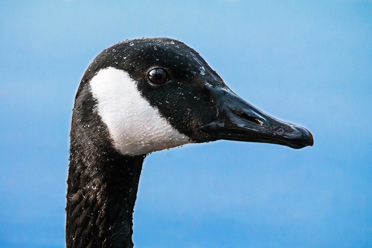 canada goose head eye free photo