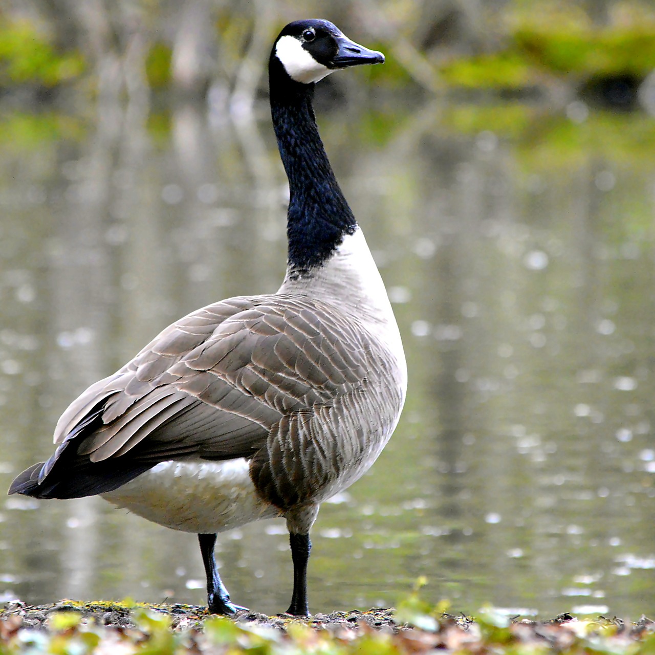 canada goose water bird wild goose free photo