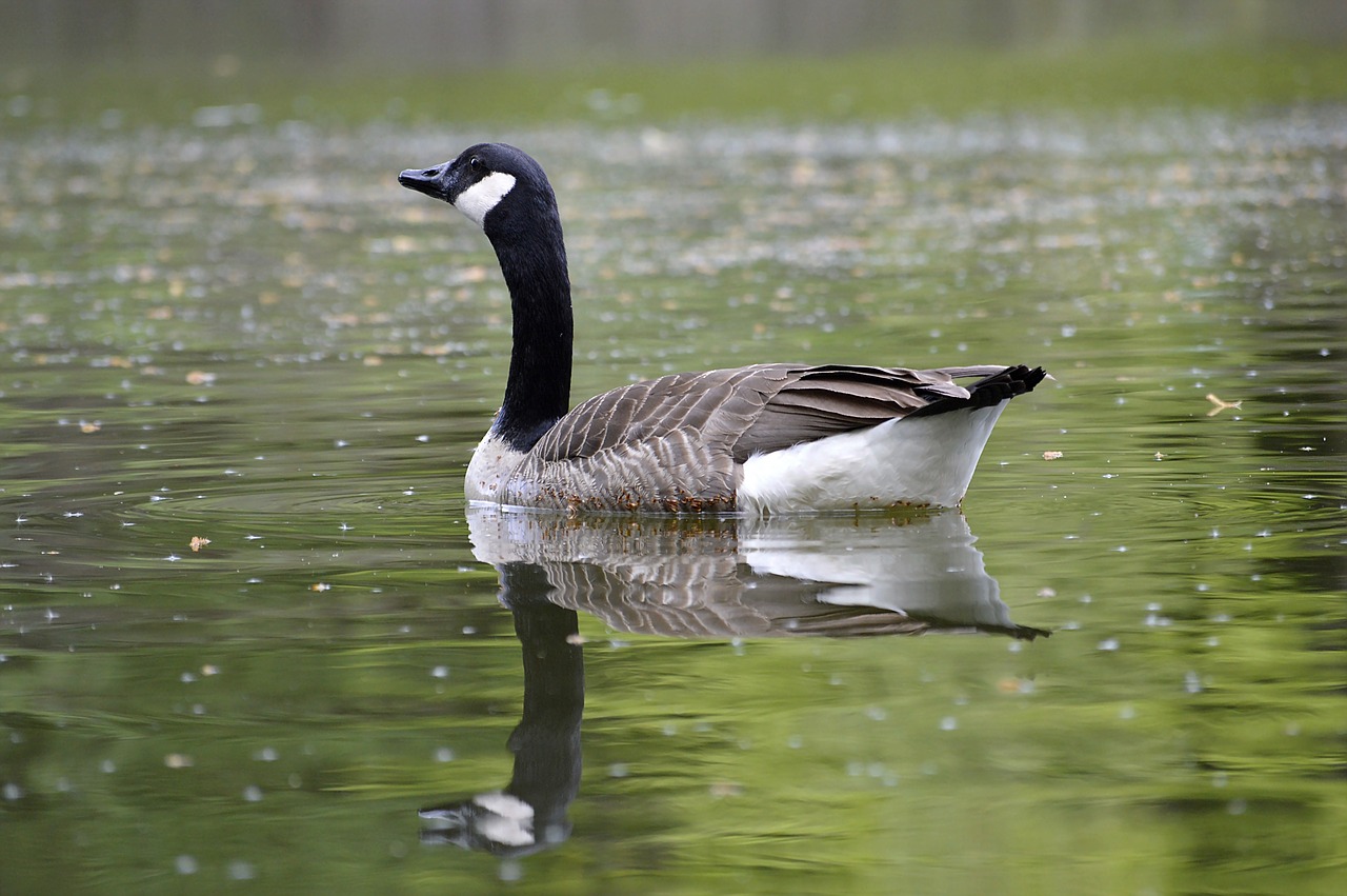 canada goose water mirroring free photo