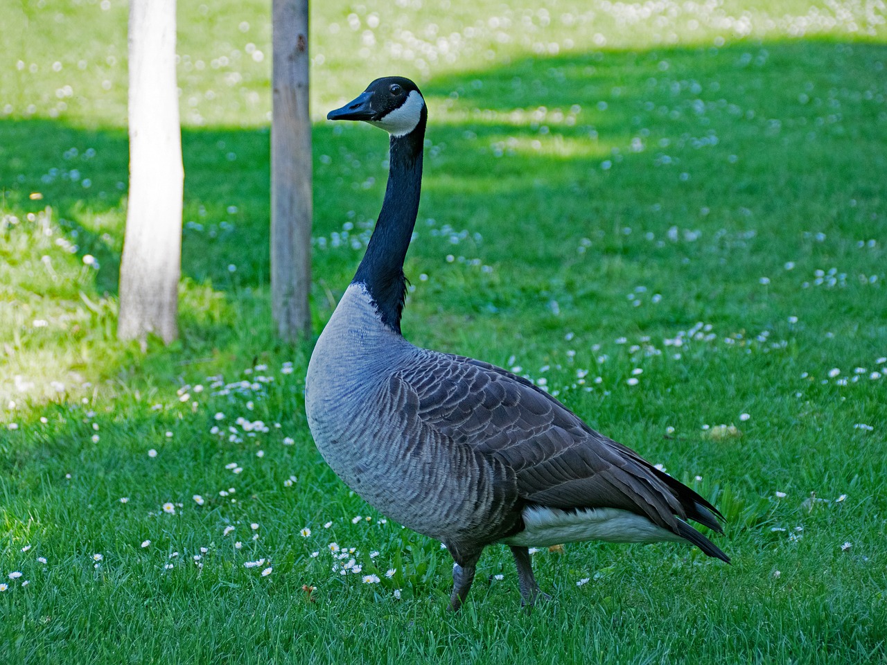 canada goose goose branta free photo