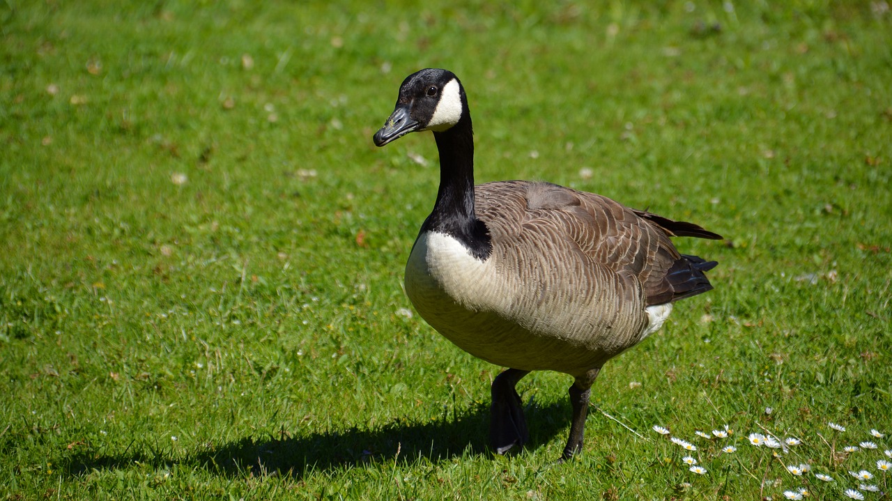 canada goose bird goose free photo