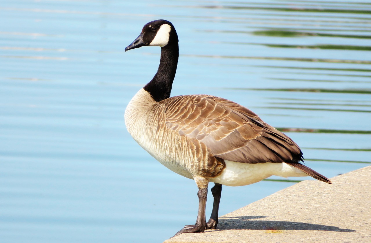 canada goose waterfowl animal free photo