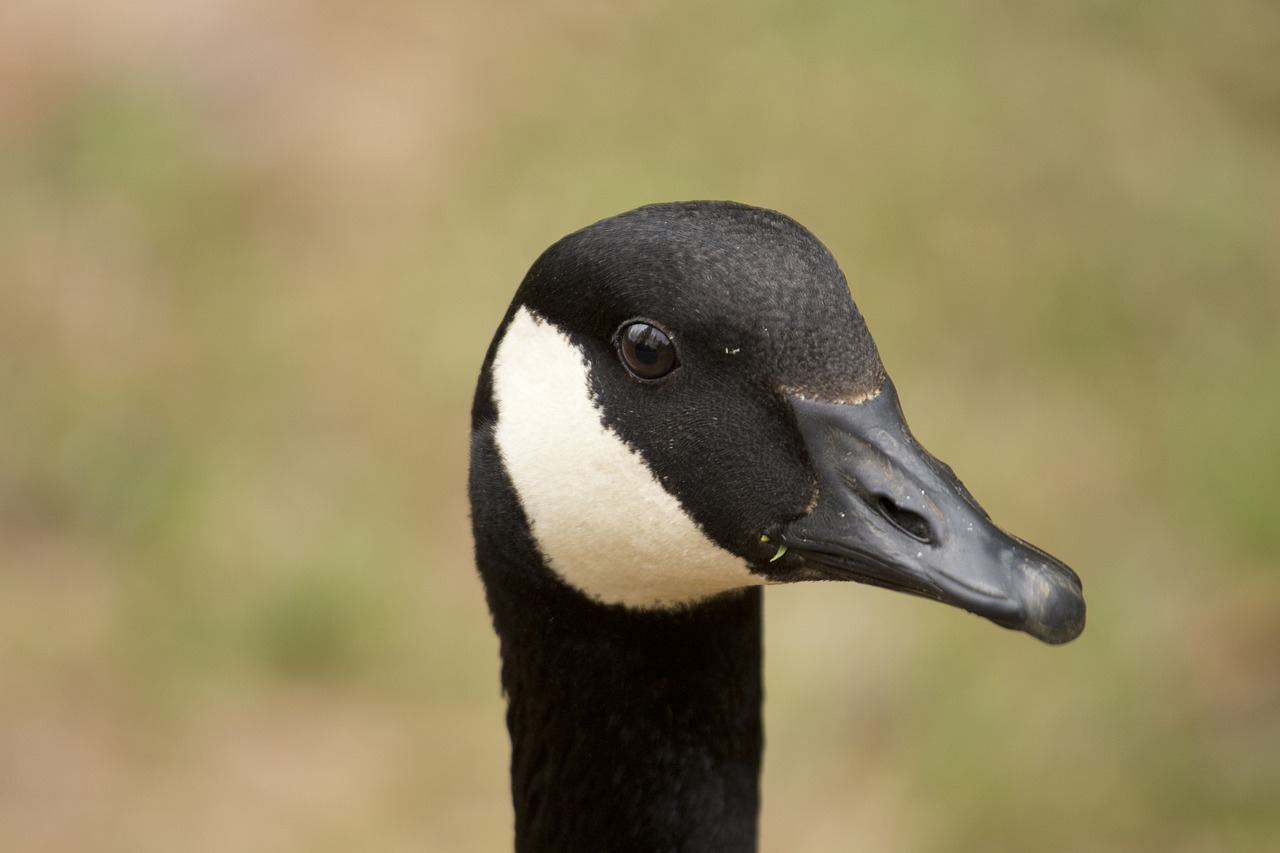 canada goose bird wildlife free photo