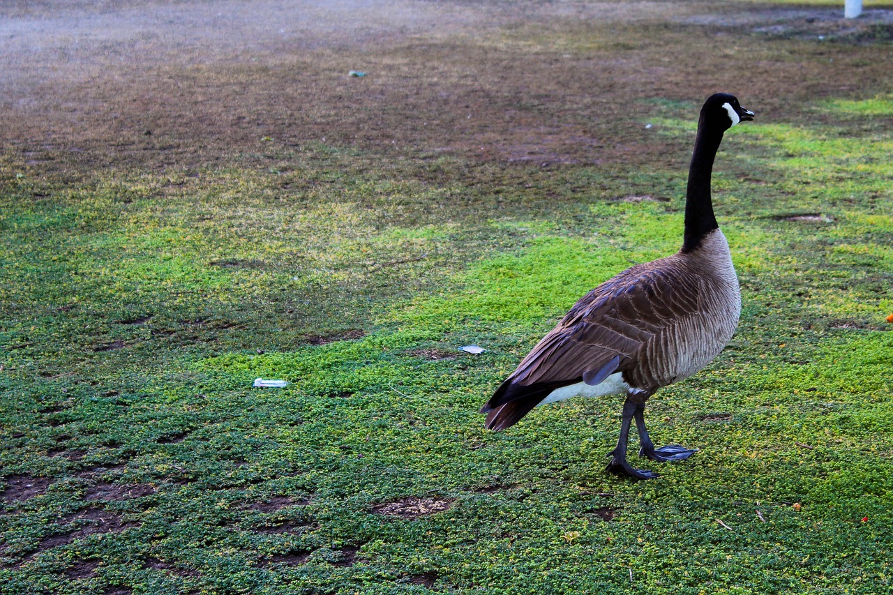 canada goose bird green free photo