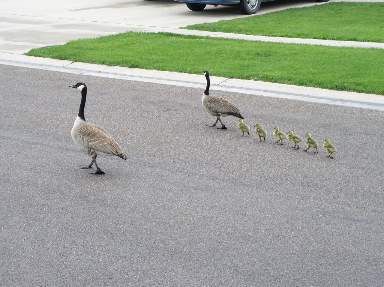 canada goose goslings family free photo