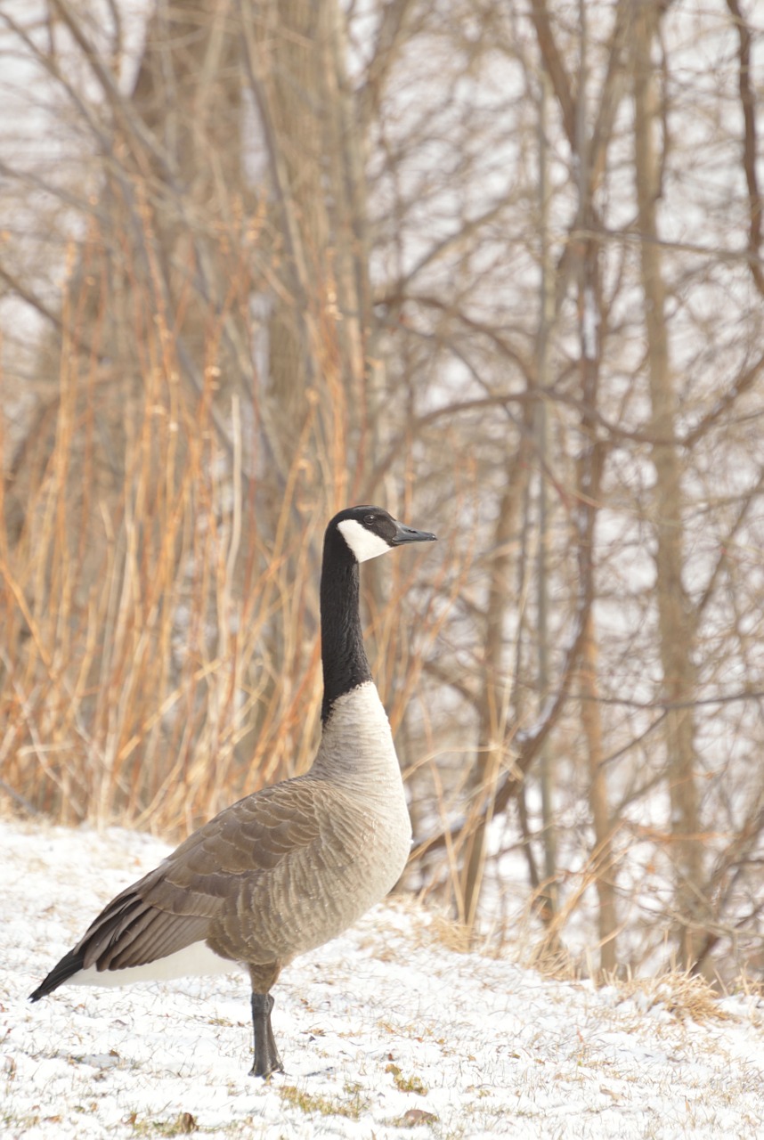 canada goose niagara river winter free photo