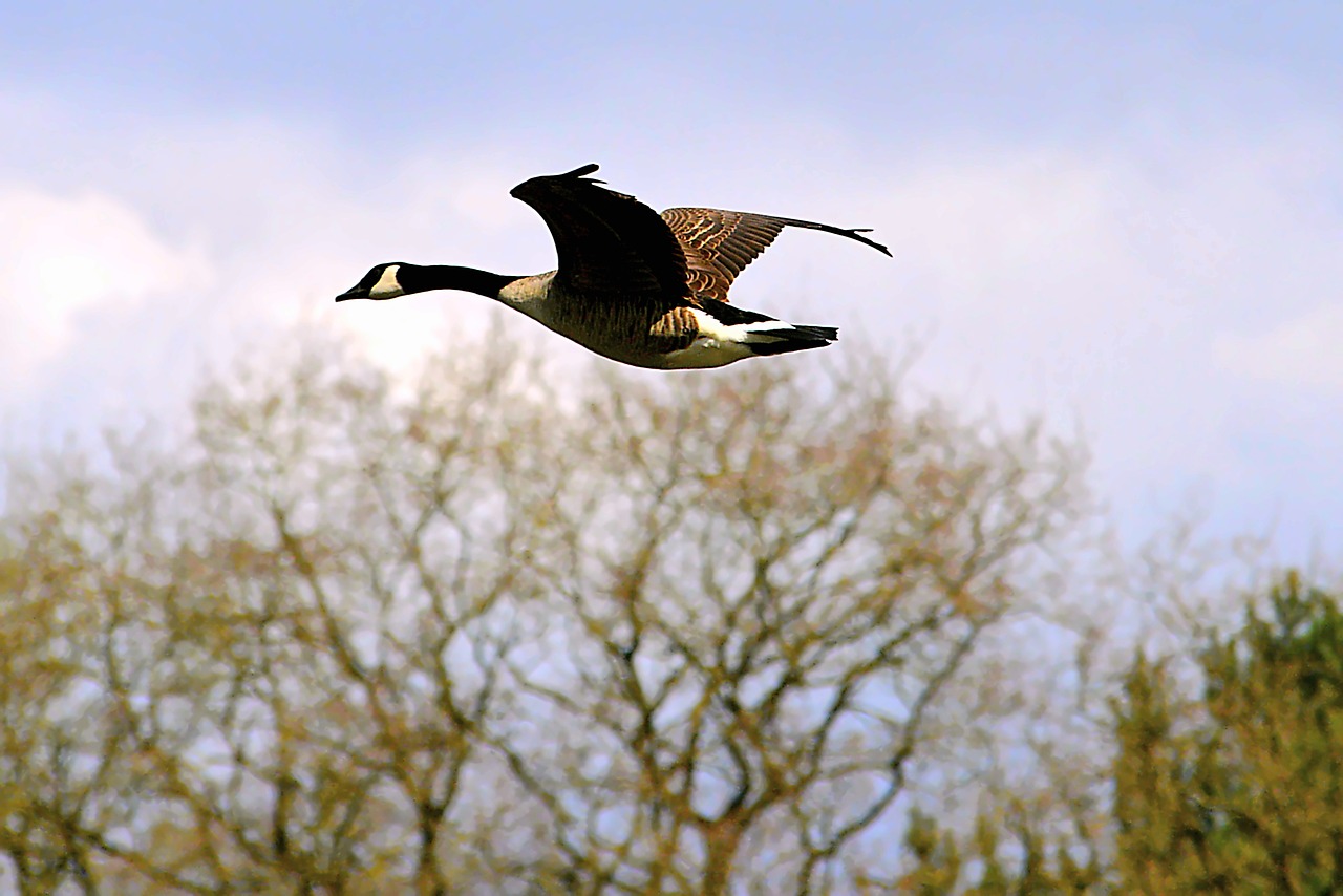 canada goose goose wild goose free photo