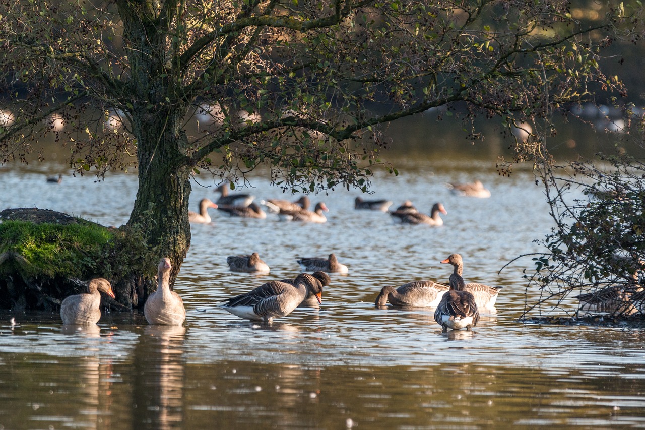 canada goose goose geese free photo