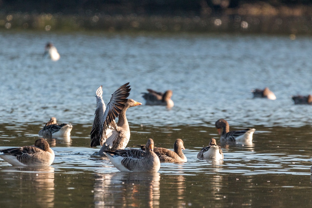 canada goose goose geese free photo