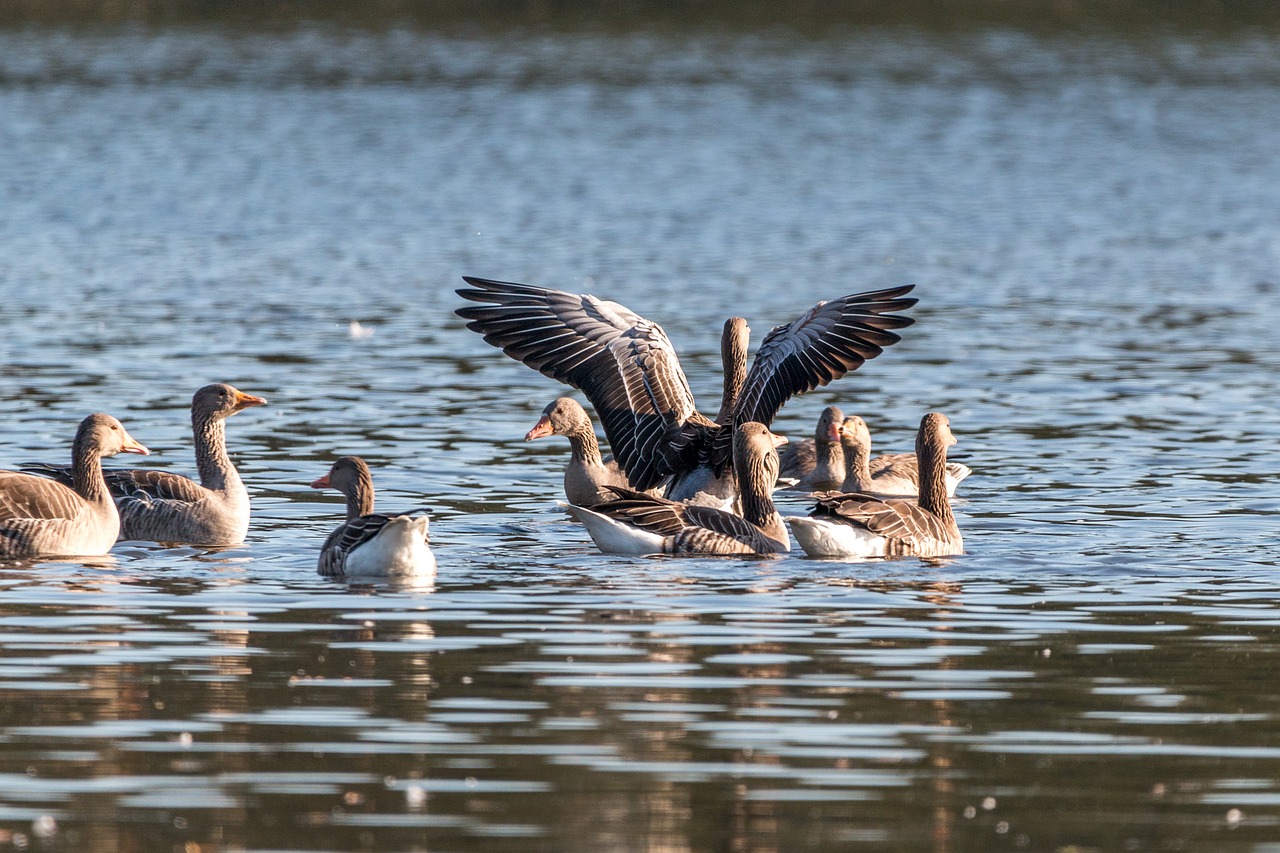 canada goose goose geese free photo