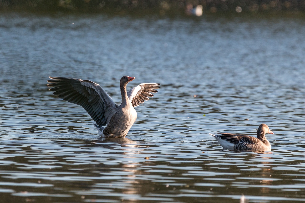 canada goose goose geese free photo