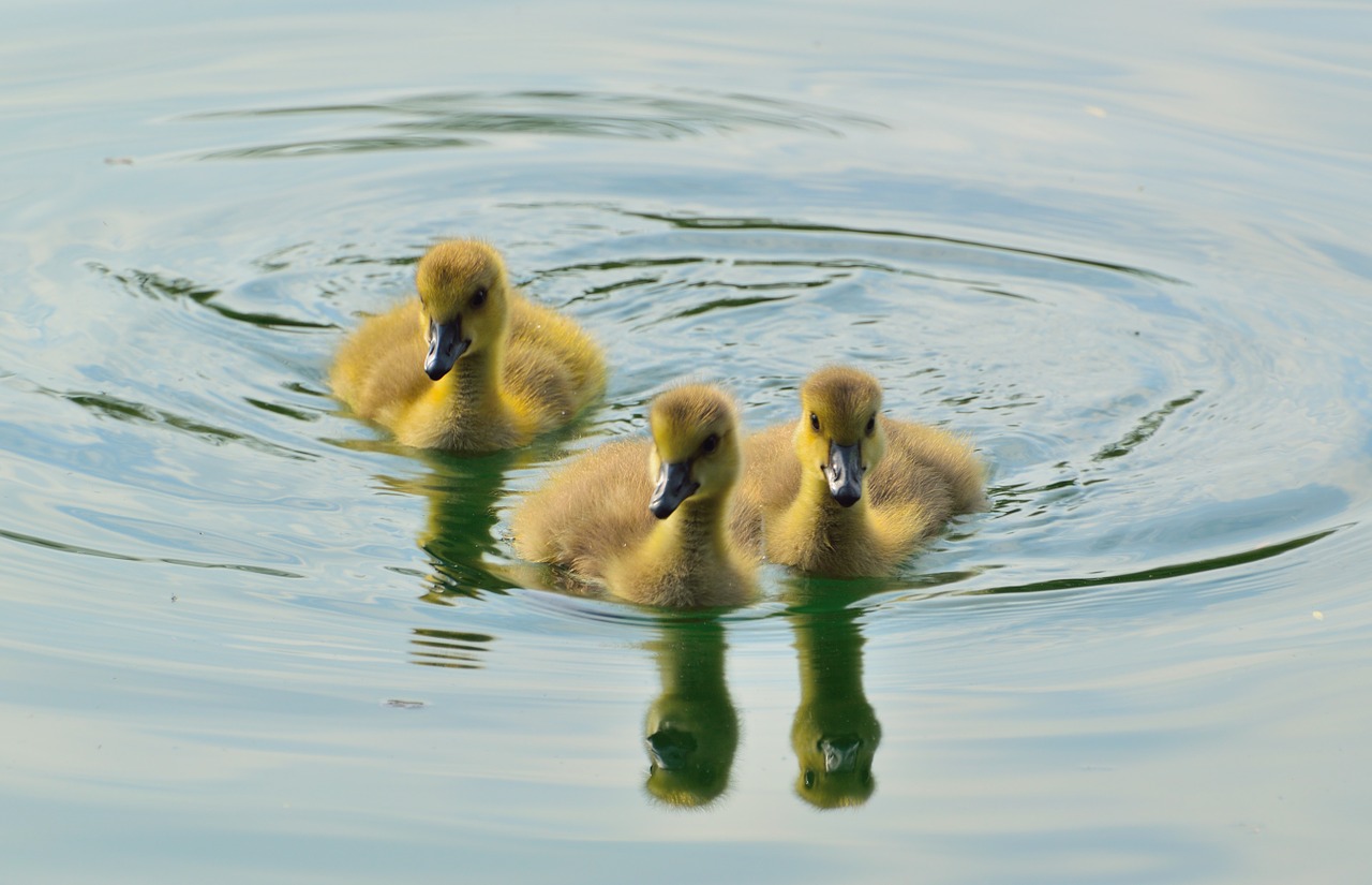 canada goose goslings animal free photo