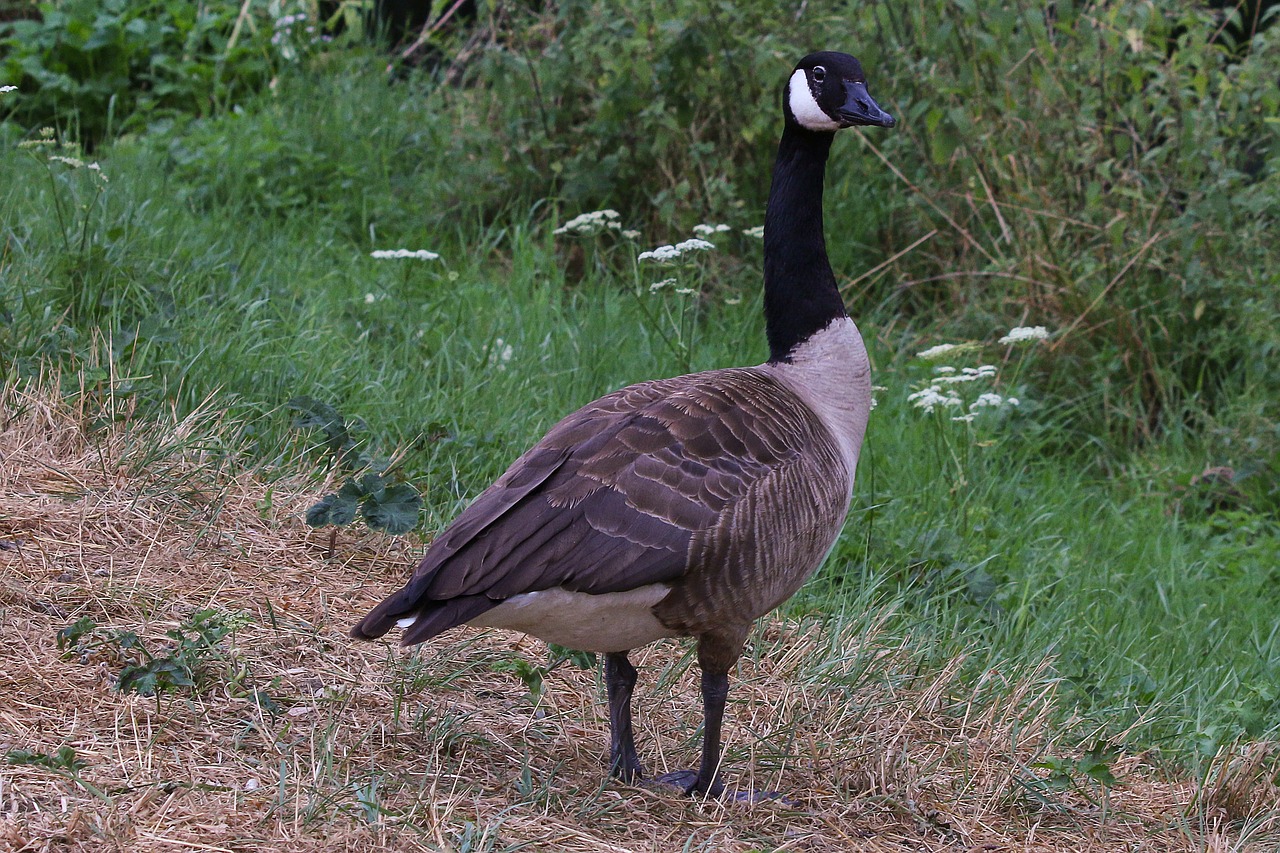 canada goose  goose  water bird free photo